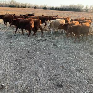 Meet your Posher, Dustin